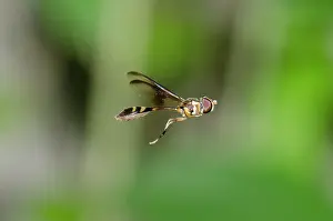 Thin: Mimic Hoverfly - mimicking a thin-waisted Sphecid