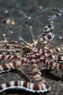 Imitate: Mimic Octopus