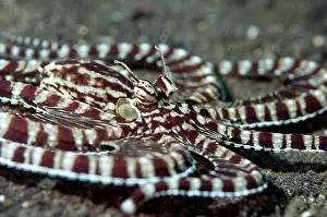 Imitate: Mimic Octopus