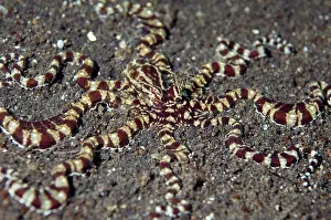 Imitate: Mimic Octopus
