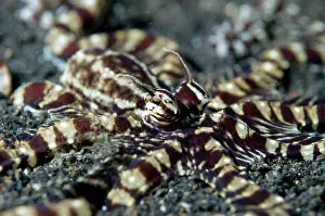 Imitate: Mimic Octopus