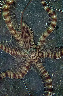 Skirt: Mimic Octopus - hunting with extended skirt - TK3