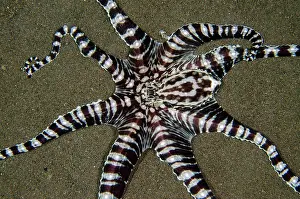 Flores: Mimic Octopus (Thaumoctopus mimicus) with tentacles