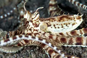 Imitate: Mimic Octopus waving tentacles on sand
