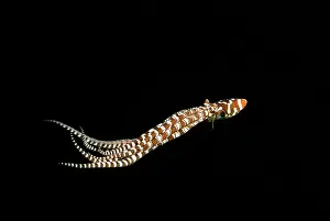 Ability: Mimic Octopus, 'WonderpusI - Found in sandy areas