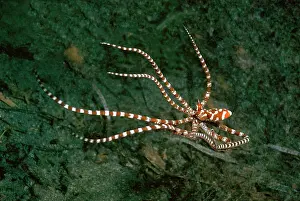 Ability: Mimic Octopus, 'WonderpusI - Found in sandy areas