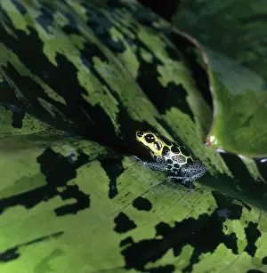 Imitating: Mimic Poison Arrow Frog