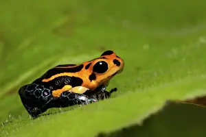 Imitating: Mimic Poison Dart Frog (Ranitomeya imitator)