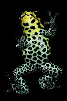 Toxins: Mimic Poison Frog