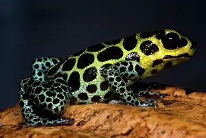 Toxins: Mimic Poison Frog