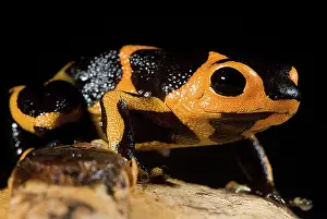 Toxins: Mimic Poison Frog