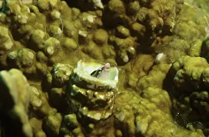Auscape International: A Mimic / Sabre-toothed Blenny mimics a cleaner