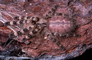 Regalis: MIMIC SPIDER / Indian Ornamental Tree Spider