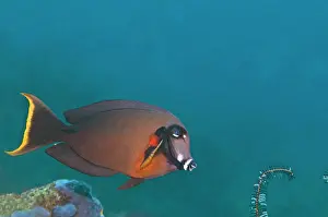 Surgeonfish: Mimic Surgeonfish