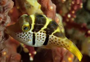 Philippine: Mimikry-Feilenfisch der auch Schwarzsattel-Feilenfisch