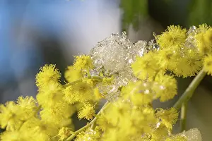 Neige: MIMOSA
