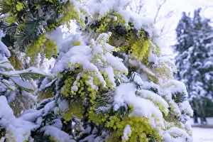Neige: MIMOSA