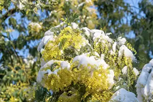 Neige: MIMOSA