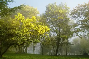 Mystery: Mimosa in bloom (Acacia dealtaba) in Umbe