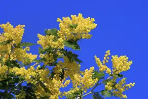 Mimosas: Mimosa - flowers