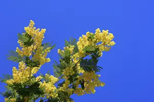 Mimosas: Mimosa - flowers