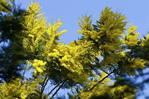 Mimosa: Mimosa - flowers