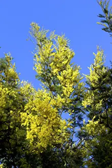 Mimosa: Mimosa - flowers