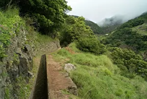 Mimosas: The Mimosa Levada - Madeira