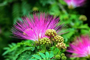 Mimosa: Mimosa tree in bloom