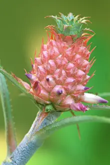 Naples: Minature Pineapple, Naples Botanical Garden