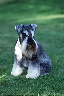 Utility: Minature Schnauzer Dog - sitting on grass
