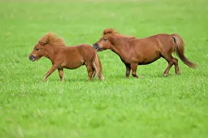Mini: Two minature shetland ponies on a pasture, Bavaria