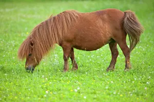Mini: Minature shetland pony on a pasture, Bavaria, Germany