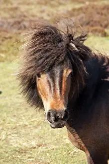 Minature: Minature Wild Pony - Close up of head