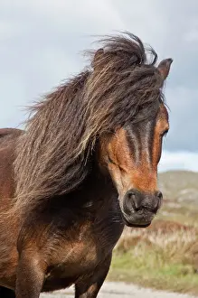 Minature: Minature Wild Pony - Close up of head
