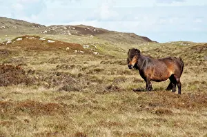 Minature: Minature Wild Pony - Standing in landscape
