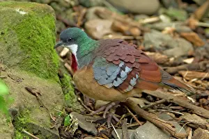 Bleeding: Mindanao Bleeding-heart