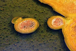 Metals: Mineral Deposits from Hot SpringsUpper Geyser Basin