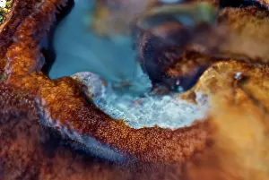 Minerals: Mineral Leaching from Hot Springs, Banff National Park