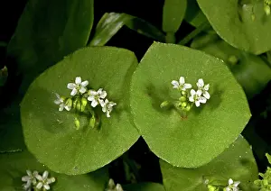 Miners: Miner's lettuce