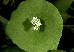 Miners: Miner's lettuce