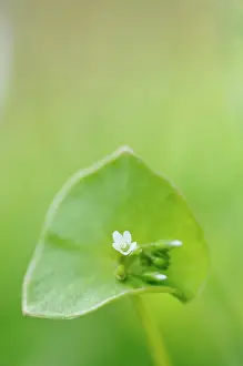 Vlieland: Miner's lettuce