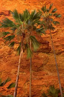 Livistonia: Mini Palms Gorge - livistonia palms growing on