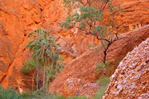 Livistonia: Mini Palms Gorge - livistonia palms growing on