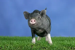 Mini: Mini Pig, 3 month