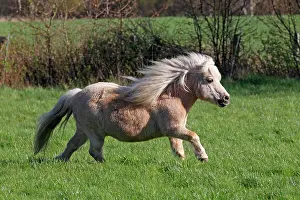 Mini: Mini Shetland pony