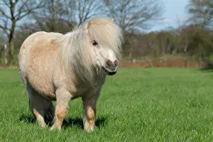 Mini: Mini Shetland Pony, Schleswig-Holstein, Germany