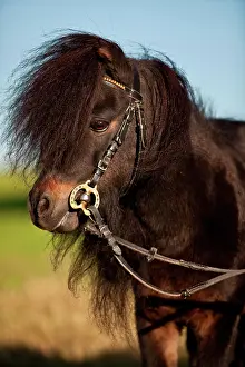 Mini: Mini Shetland pony, stallion, black brown, portrait