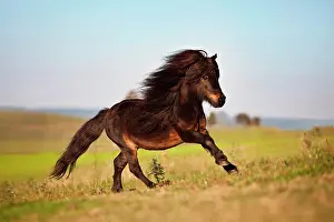 Mini: Mini Shetland pony, stallion, black brown, galloping