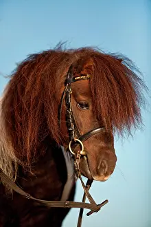 Mini: Mini Shetland pony, stallion, portrait with English